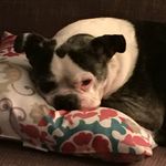 Willie - @willie.the.boston1 - Instagram