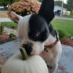 Willie - @willie.the_boston - Instagram