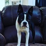 Willie - @willielittle_bostonterrier - Instagram