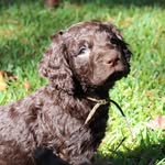 SGK’s Willie the Boykin - @willieduckdog - Instagram