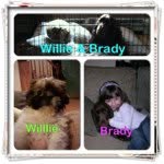 Willie and brady - @gummybear_puppiez - Instagram
