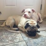 WillieG&Brewster - @willieandbrew - Instagram