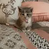 willieburt91 - @prezdaman - TikTok