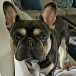 Willie Cash - @willie.the.bluetri.frenchie - Instagram