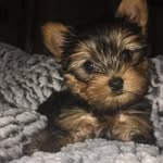 Willie&Cash - @cashandwillie - Instagram