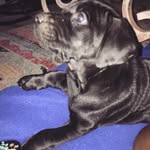 Casper And Willie - @casperandwillie - Instagram