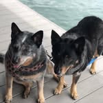 Sam and Willie Cattle Dogs - @samandwilliecattledogs - Instagram