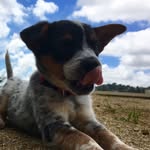 Silly | Willie | Goose - @silly_willie_cattledogs - Instagram