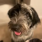 William Pawdobel aka Willie - @willie_cattledoodle - Instagram