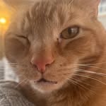 Willie Nelson Cat - @willie_cattt - Instagram