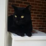 Willie The Black Cat - @willietheblackcatt - Instagram