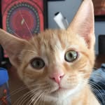 Willie:) - @willie.catt - Instagram