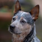 Willie - @williecattledog - Instagram