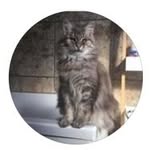Willy - @willie_the_blind_catt - Instagram