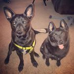 Willie & Walter Chaney - @leedlepoot - Instagram