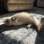Willie and Coco (Bean) - @willieandbeans - Instagram