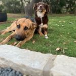 Willie, Coco, Nala, Cosmo, Luna & Kilo - @the.shepherdss - Instagram