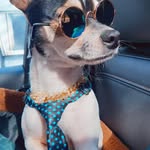 Willie "CatDog" Amos Combs - @willie.catdog.amos - Instagram