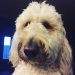 Willie Nelson Coy - @adoodnamedwillie - Instagram