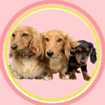 Willie Mae, Pablo + Klaus - @willie.mae.mini.crew - Instagram
