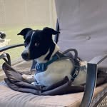 Willie Fox - @willie_the_whippet - Instagram