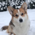 Вилли/Willie - @willie_funkyfox_corgi - Instagram