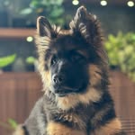 Wilie - @willie_german_shepherd - Instagram