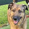 Willie The German Shepard Mix - @williethegsdmix - TikTok