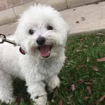 Willie🐾 - @willie.gillis - Instagram