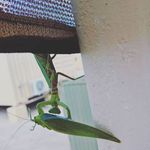 Willie Gordon - @willdubeest - Instagram