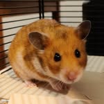 Willie Land 🐹 - @willie_hamland - Instagram