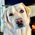 Willie Carey Hyde - @williethelabrador - Instagram
