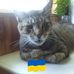 Williow Cats - Facebook