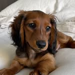 willie klein - @williethewienie - Instagram