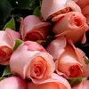 الما سه الحمراء - @willie.knotts - TikTok