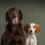 Willie & Knox - @waggs_k9s - Instagram