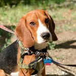 Willie Larson - @beaglebagelbugleboy - Instagram