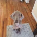 Willie, Lucky Lucy & Princess Leia - @twoandahalfweims - Instagram