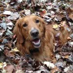 Willie Mae - @williemaethegolden - Instagram
