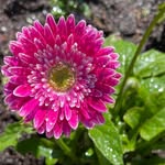 Willie Mae - @williemaes_garden - Instagram