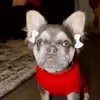Willie Mae - @williemaethefrenchie - TikTok