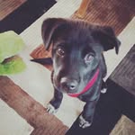 Vetack - @willie_of_manchester - Instagram
