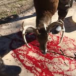 Willie Manuel - @hunting_is_my_damn_life - Instagram