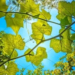 Willie Newman - Facebook