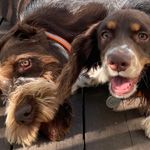 willie and otis - @willie_and_otis - Instagram