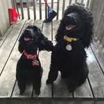 Willie+Pepper - @willieandpepper - Instagram