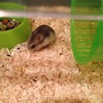Willie Petersen - @shortsupertinnys - Instagram