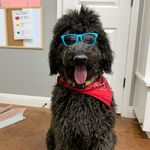 Willie Pruitt - @willie_the_poodle - Instagram