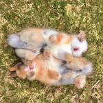 威力不是炸醬麵 - @rabbit_willie - Instagram