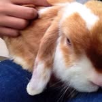 Why is the planet so big?🐰🌍 - @willie_the_rabbit - Instagram